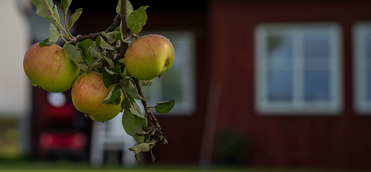 En kvist mogna äpplen hänger ner från ett äppelträd. I bakgrunden syns sensommargrönska och huspanel i falurödfärg.